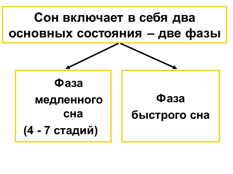 Сон включает в себя два основных состояния – две фазы Фаза  медленного сна